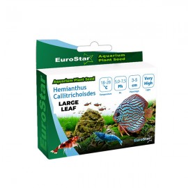 EuroStar Bitki Tohum Large Leaf Base Plant