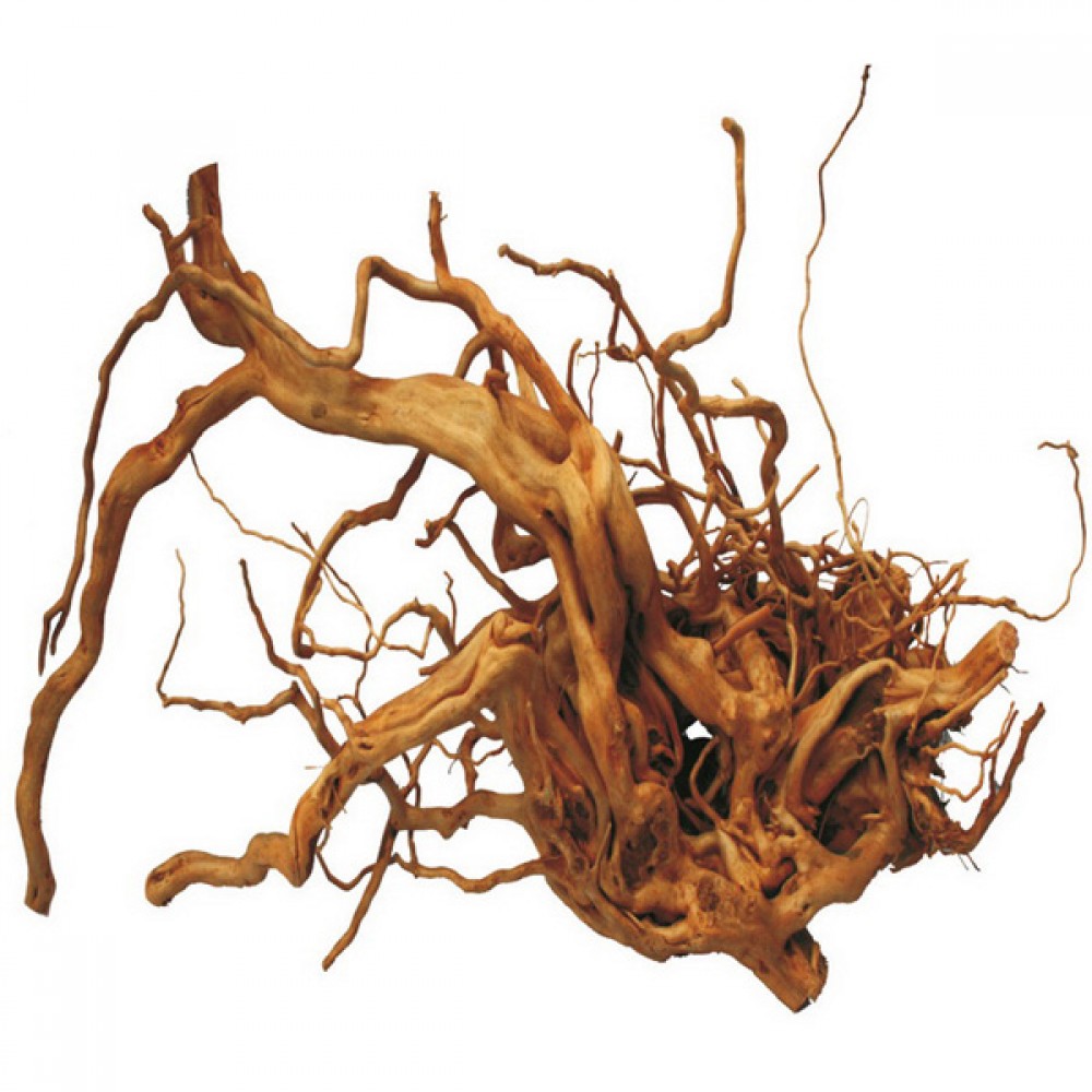 Çöl Kütüğü (Bağ)                                                                                    